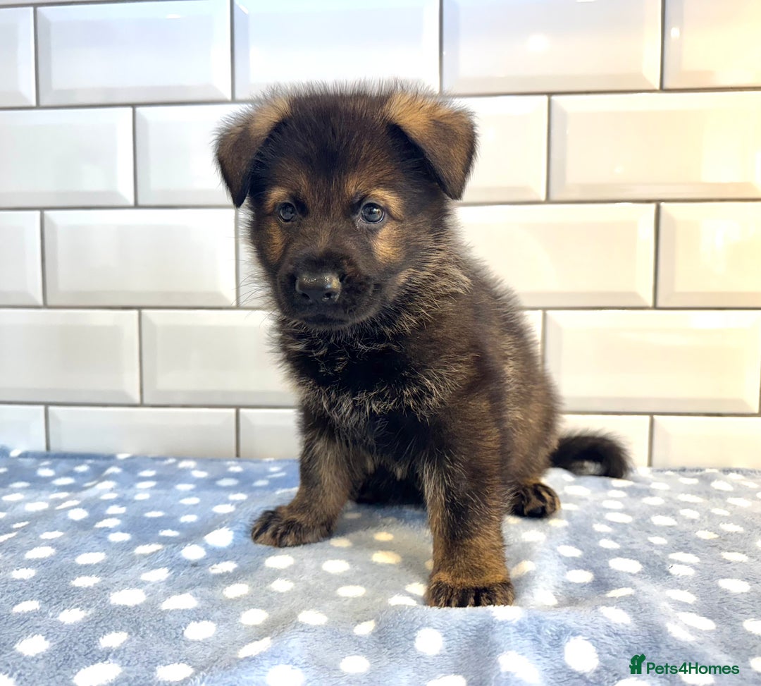 German Shepherd dogs for sale: KC Registered German Shepard Babies 🐾🐾🐾 - Image 15