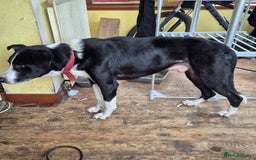 Mixed Breed dogs for sale: Border collie cross - Image 3