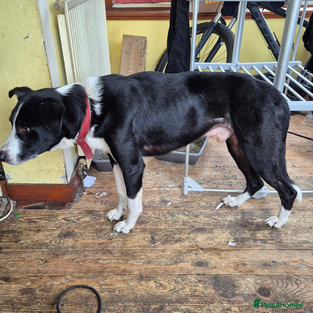 Mixed Breed dogs for sale: Border collie cross - Image 3