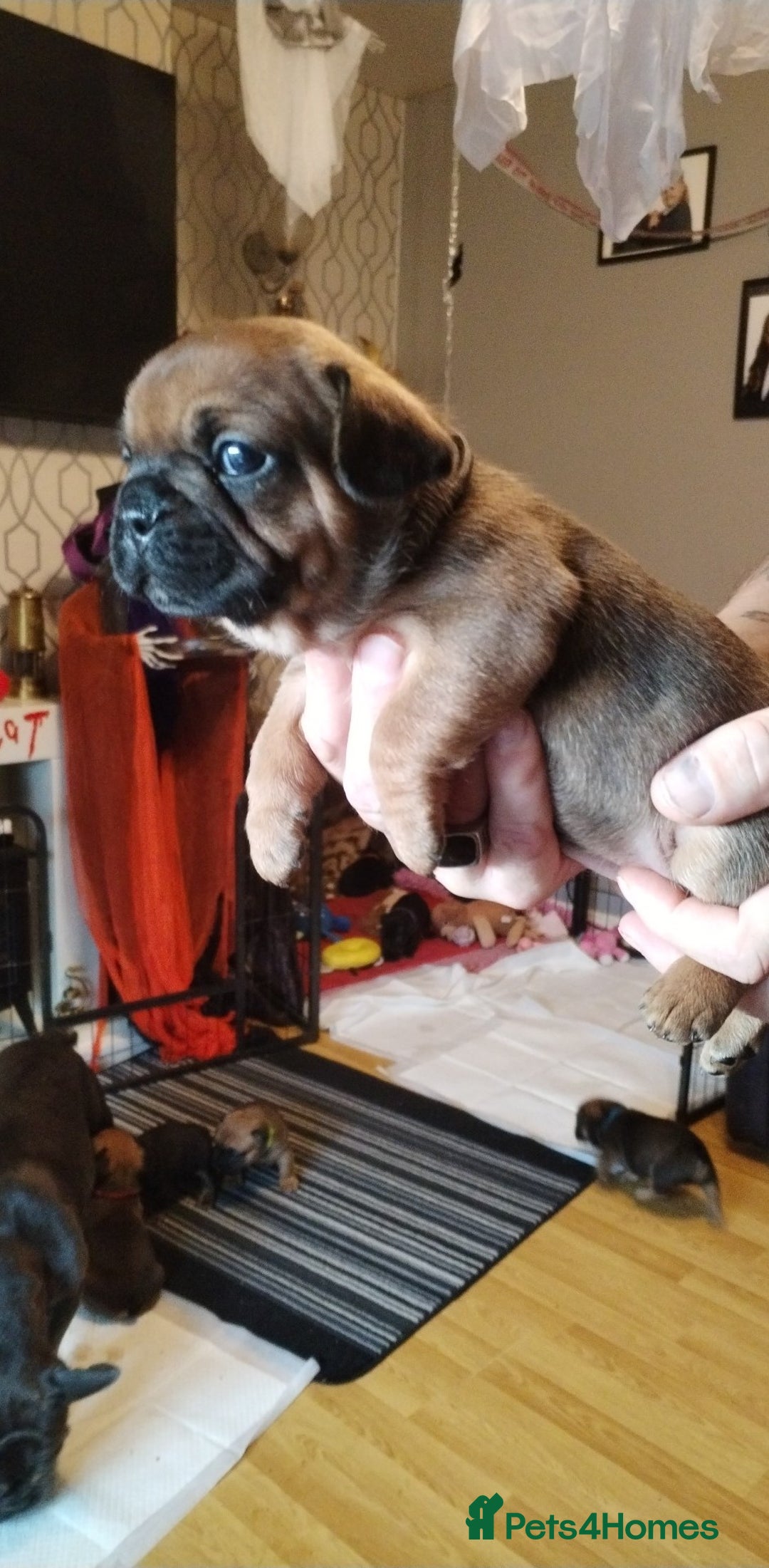 French Bulldog dogs for sale: French bulldog  - Advert 8