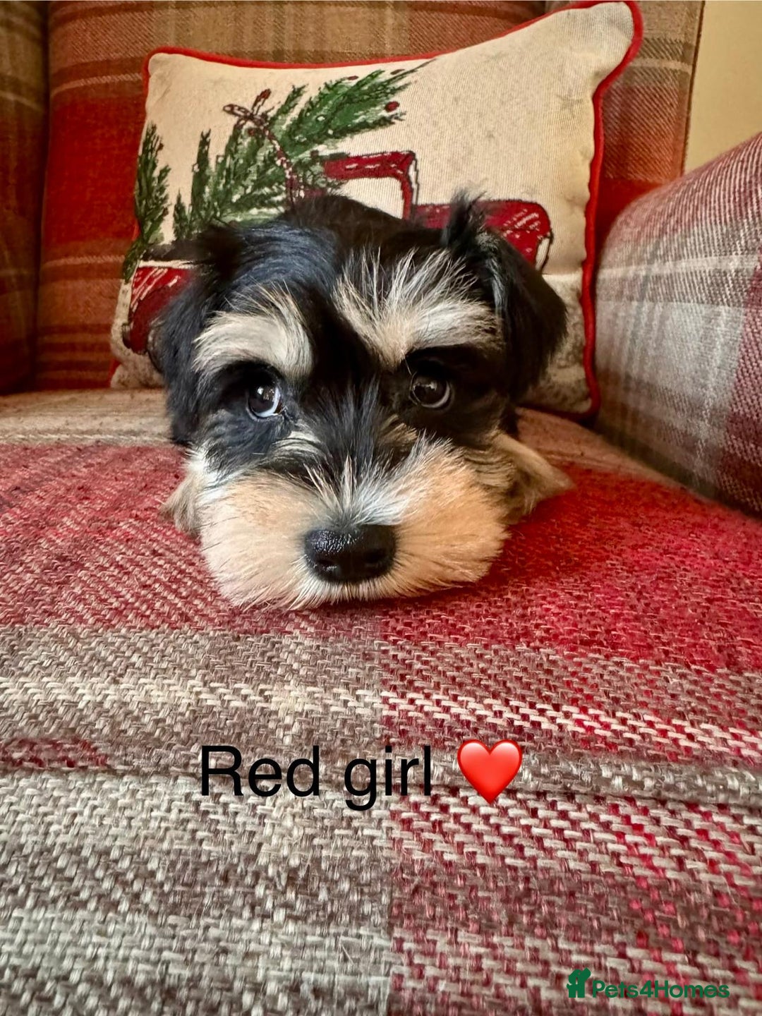 Miniature Schnauzer dogs for sale: KC Registered, Health Tested, puppies available  - Advert 10