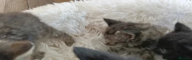 Large. tabby