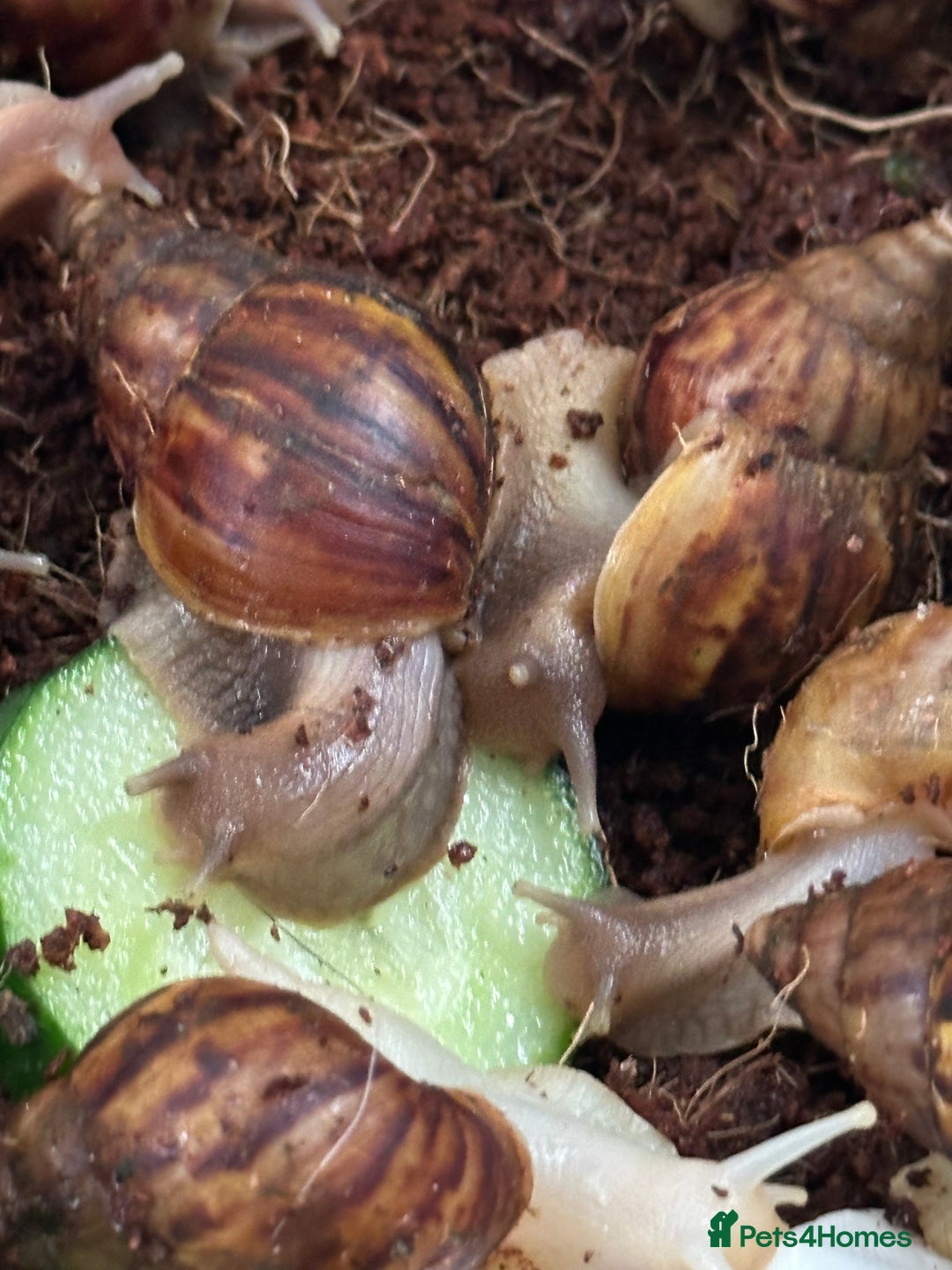 Snails invertebrates for sale: African giant land snails babies - Image 5