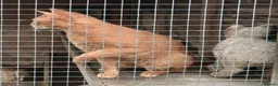 Abyssinian cats for sale: Red Abyssinian stud boy for sale - Advert 4