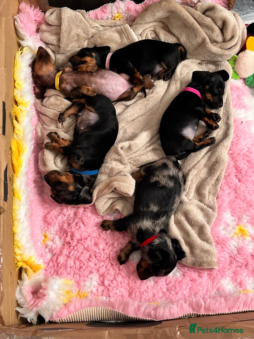 Dachshund dogs for sale: Miniature Dachshund Pups  - Advert 1