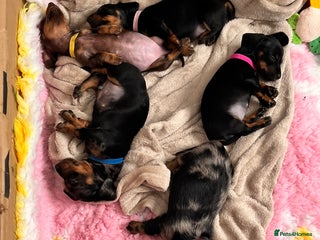 Dachshund dogs Miniature Dachshund Pups - Advert 1