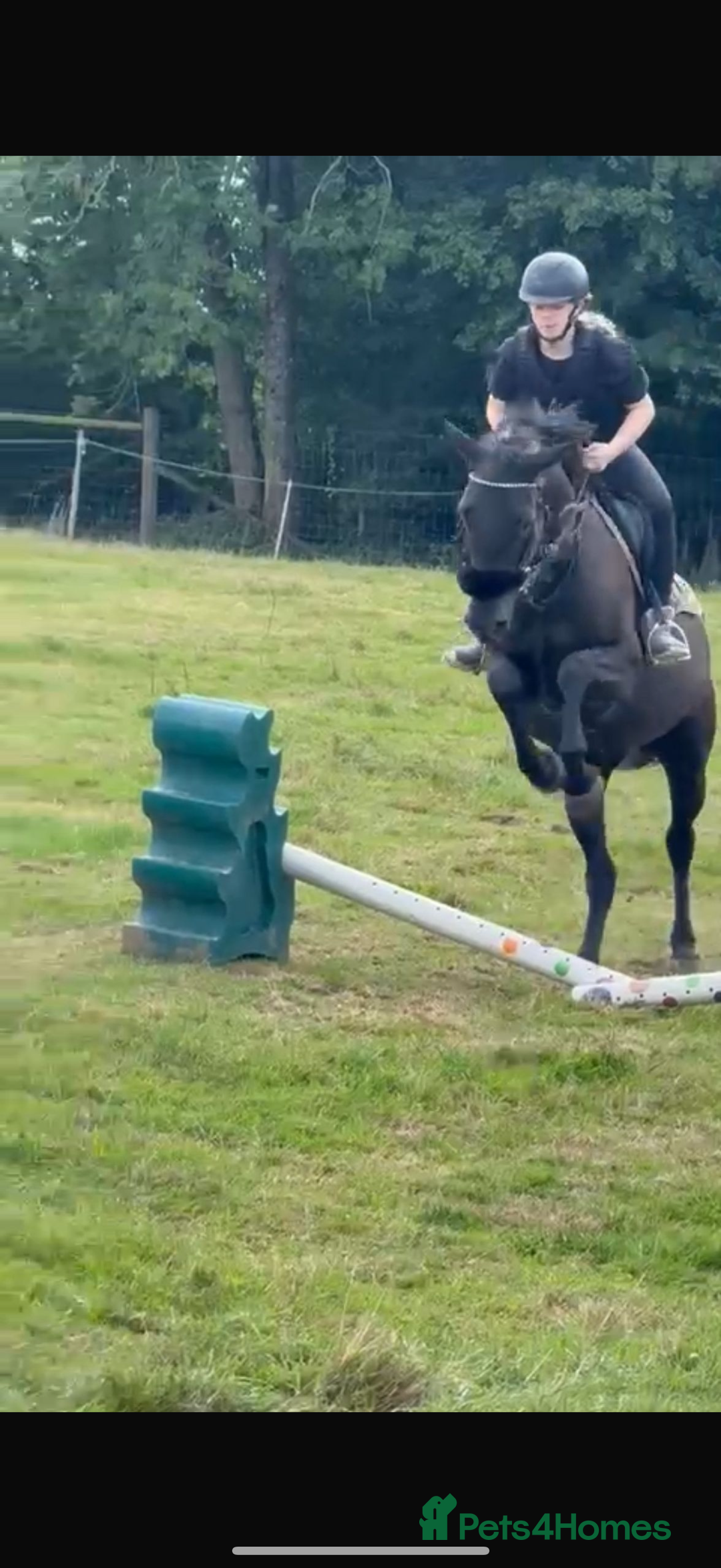 American Standardbred horses for sale: 15hh black mare  - Image 9