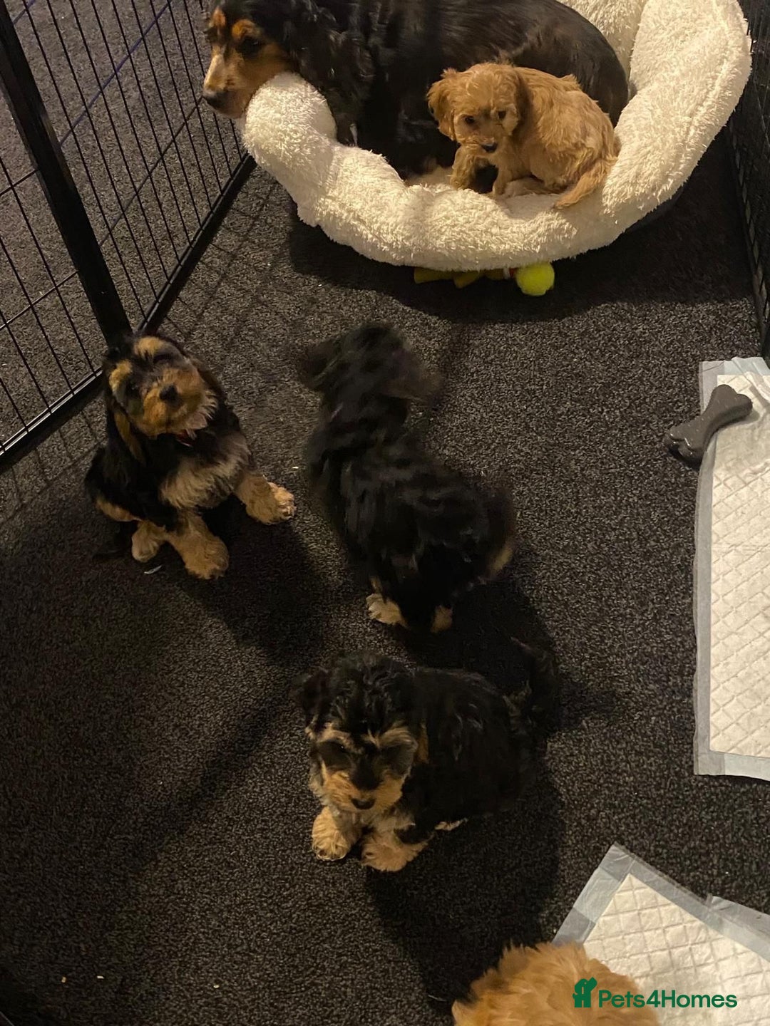 Cockapoo dogs for sale: ADORABLE COCKAPOO PUPPIES  - Advert 13