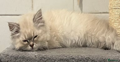 British Shorthair cats - Advert 9