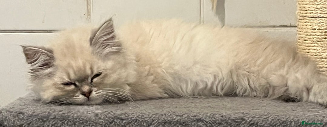 British Shorthair cats for sale: British shorthair x Persian  - Image 3
