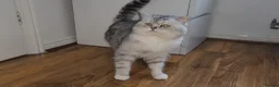 British Shorthair cats for sale: Blue eyed Golden British Shorthair female & male - Advert 31