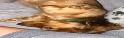 Miniature Dachshund dogs for sale: 6 miniature longhaired dachshund -  - Advert 9