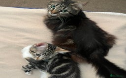 Maine Coon cats for sale: Adorable Kittens - Image 25