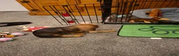 Dachshund dogs for sale: Mabel - Advert 8