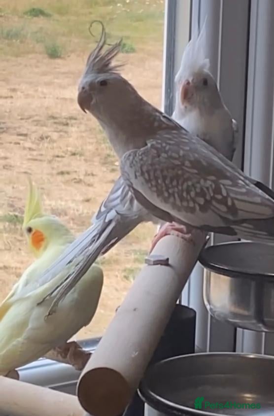 Cockatiels birds 3 female cockatiels for sale in Grimsby - Advert 3