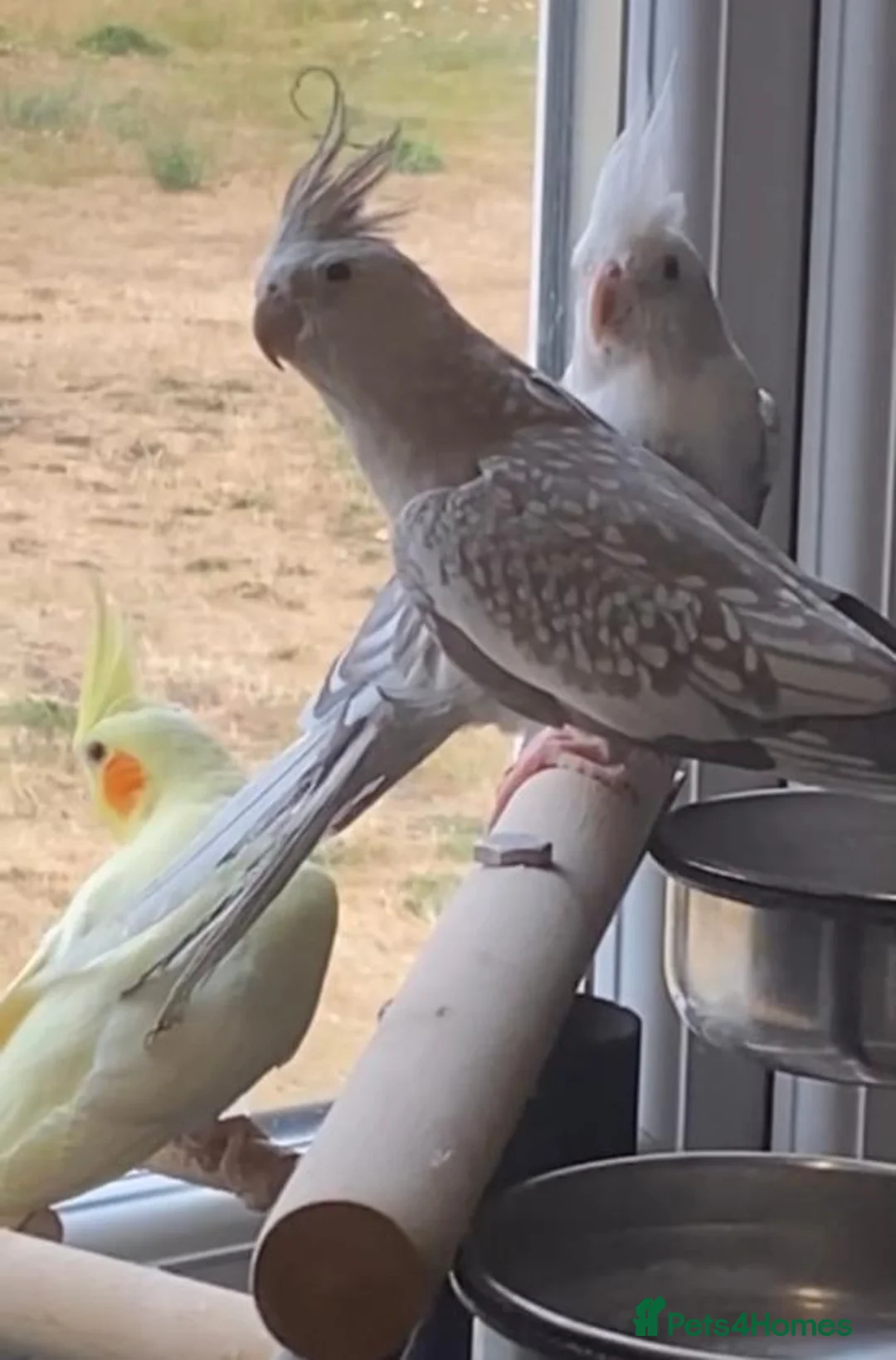 Cockatiels birds for sale: 3 female cockatiels for sale in Grimsby in Grimsby - Advert 1