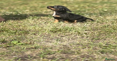 Cocker Spaniel dogs - Advert 1