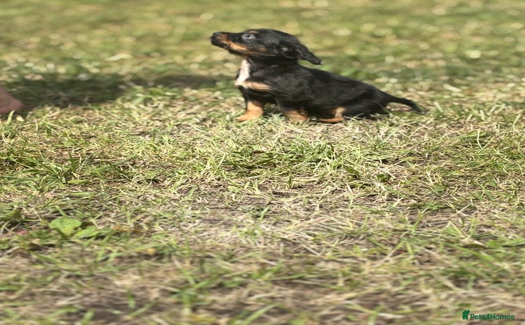 Cocker Spaniel dogs - Advert 4