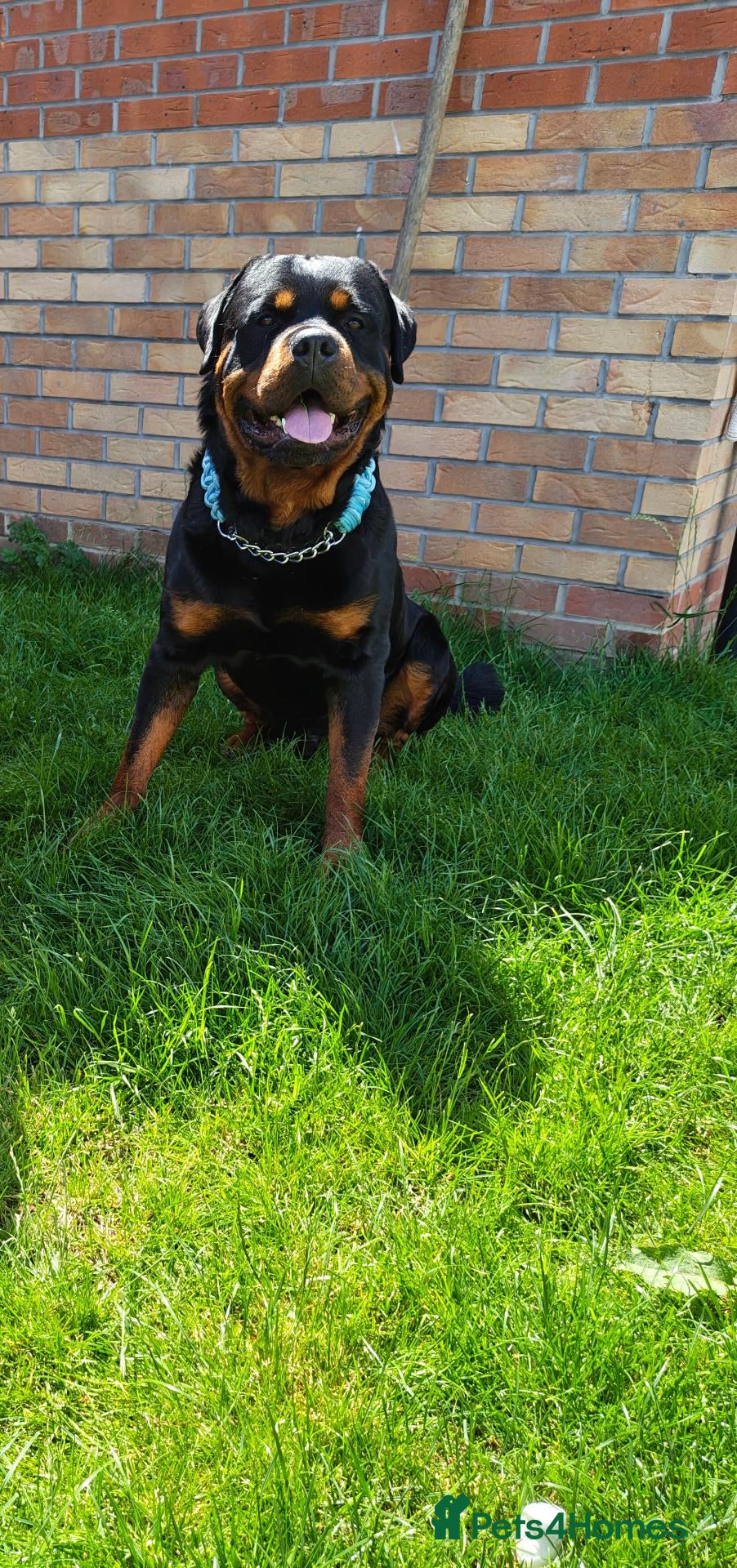 Rottweiler dogs Proven lovely nature big boy. KC registered  - Advert 20