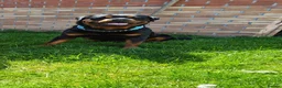 Rottweiler dogs for stud: Proven lovely nature big boy. KC registered  - Advert 1