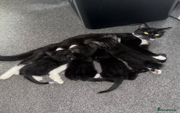 Mixed Breed cats for sale: 4 kittens for sale 2 boys & 2 girls - Image 7
