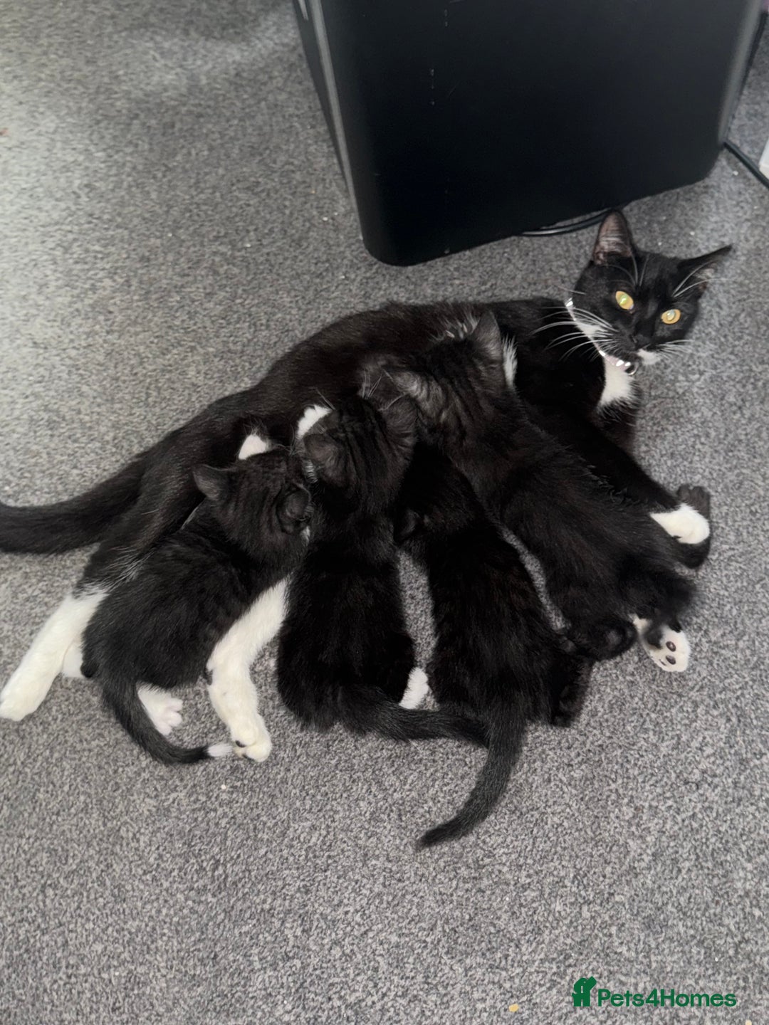 Mixed Breed cats for sale: 4 kittens for sale 2 boys & 2 girls - Image 7