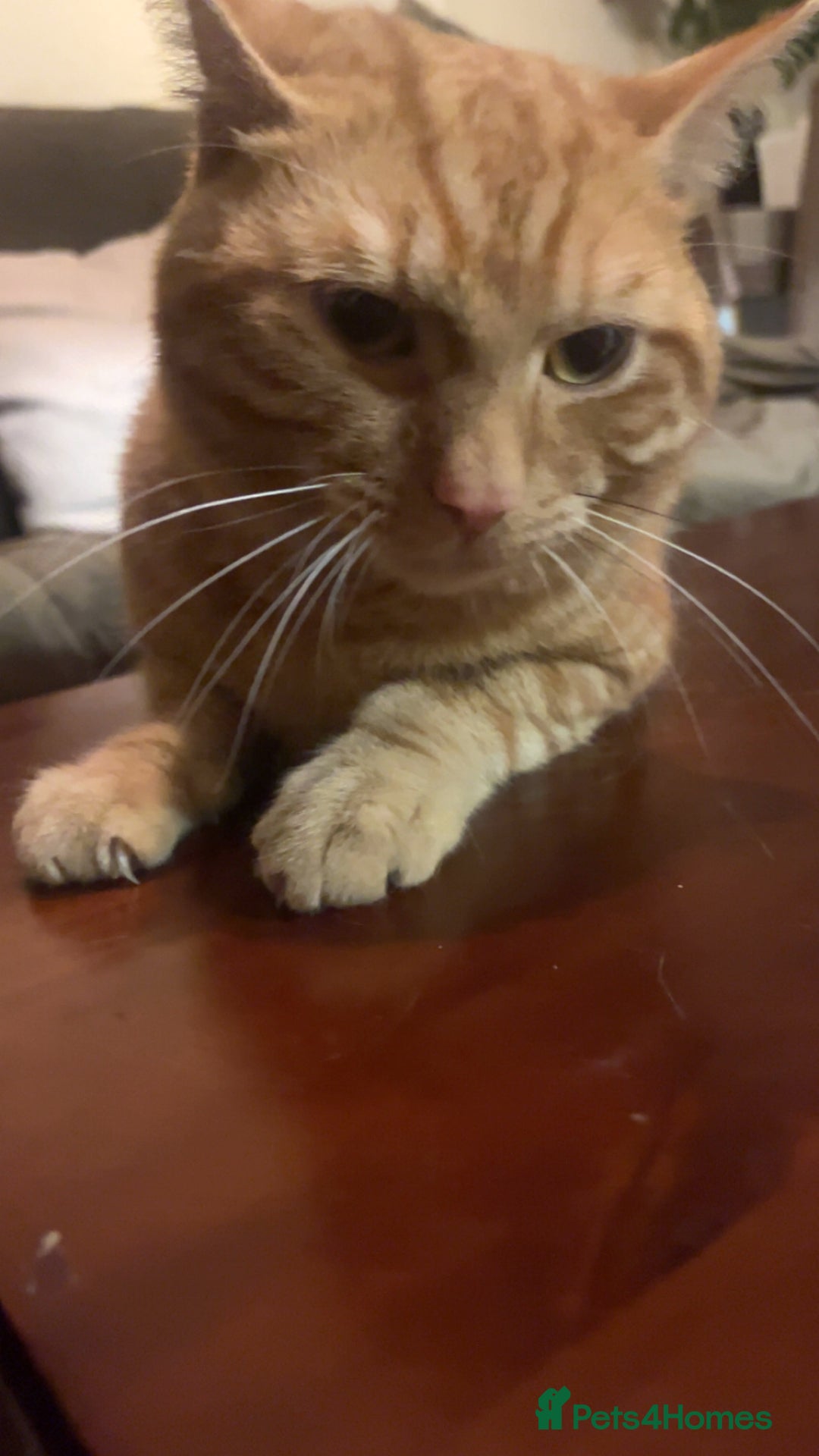 Domestic Shorthair cats for sale: Friendly Ginger Tabby Cat Looking for a Loving Hom - Image 2