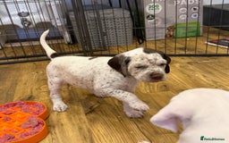 German Shorthaired Pointer dogs for sale: Braque du Bourbonnais - French Pointer - Image 32
