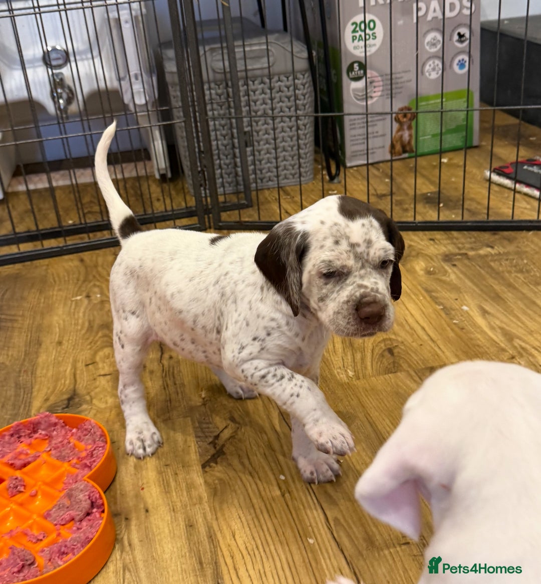 German Shorthaired Pointer dogs for sale: Braque du Bourbonnais - French Pointer - Image 32