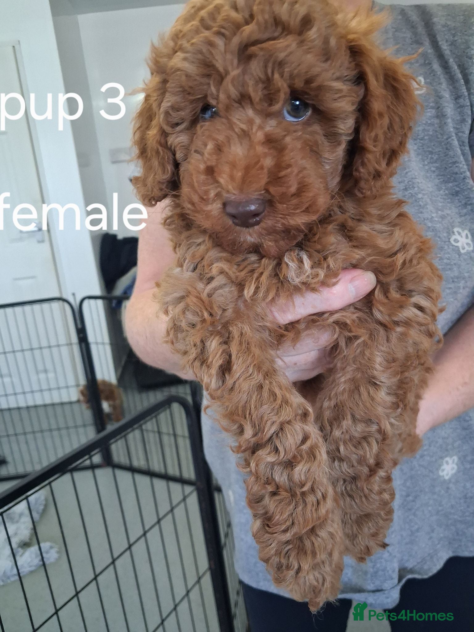 Labradoodle dogs F1B Miniature Labradoodle pups  - Advert 13