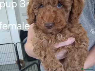 Labradoodle dogs F1B Miniature Labradoodle pups - Advert 1