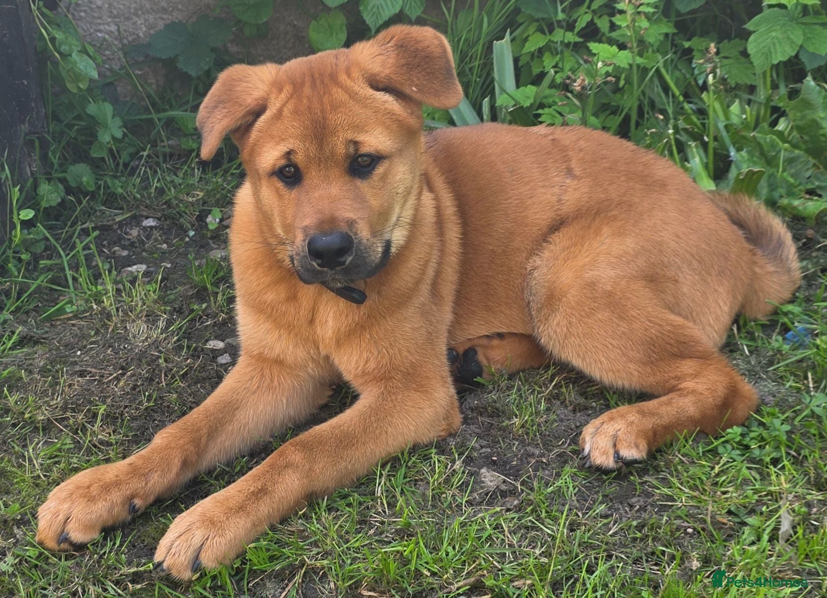 German Shepherd dogs Need to rehome - Advert 1