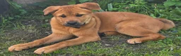 German Shepherd dogs for sale: Need to rehome in Wolverhampton - Advert 1