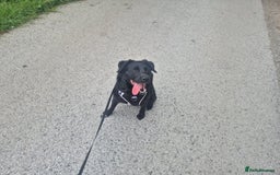 Borador dogs for sale: 2 year old borador  - Image 3