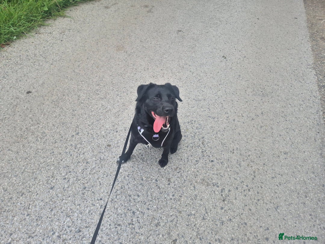Borador dogs for sale: 2 year old borador  - Image 3