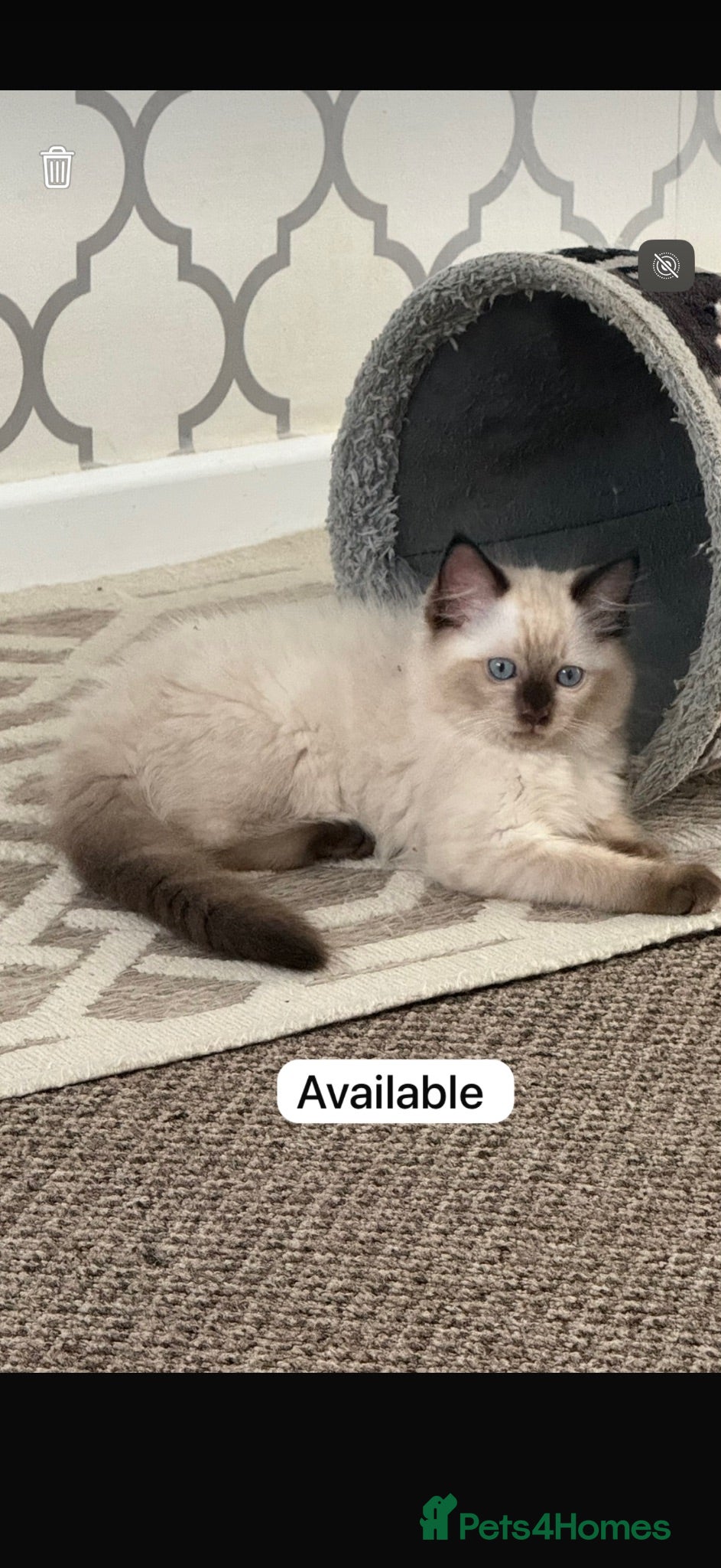 Ragdoll cats 5 males , 2 females  - Advert 1