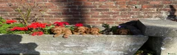 Cockapoo dogs for sale: F1 cockapoo puppies available  in Bolton - Advert 3