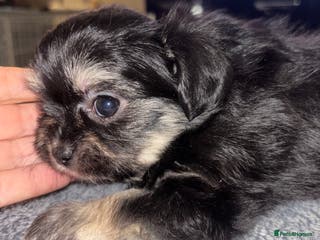 Mixed Breed dogs Adorable Tini malchi puppies - Advert 1