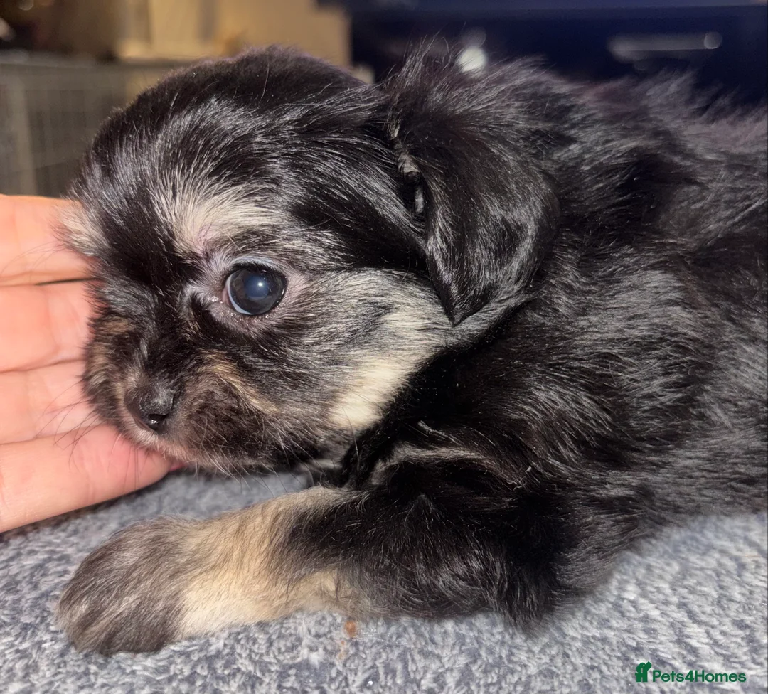 Mixed Breed dogs for sale: Adorable Tini malchi puppies  - Advert 1