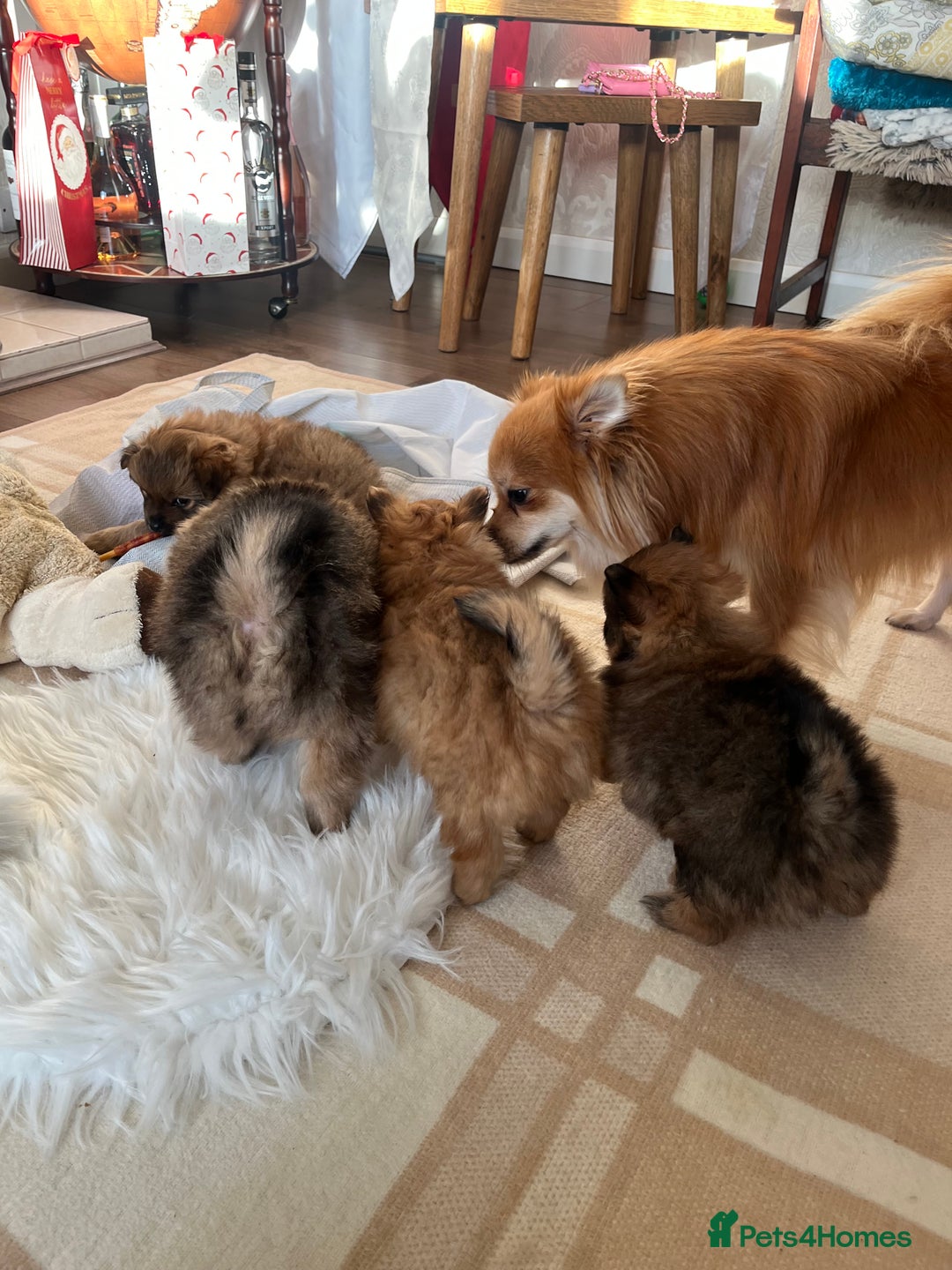 Pomeranian dogs for sale: Pomeranian pups - Advert 7