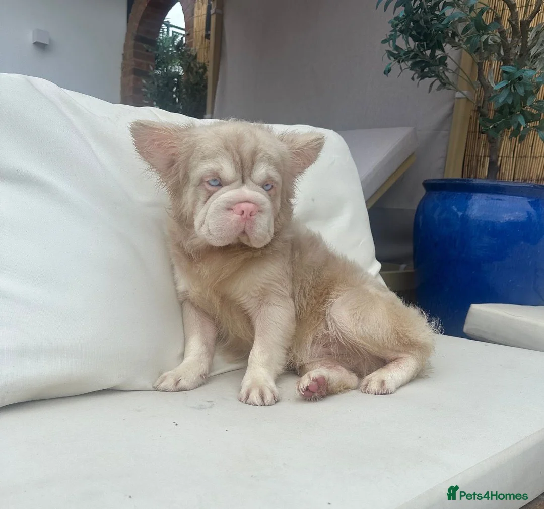 French Bulldog dogs for stud: BONZO🦴 CARAMEL PINK🎀 FLUFFY🧸 **  in Maidstone - Advert 3