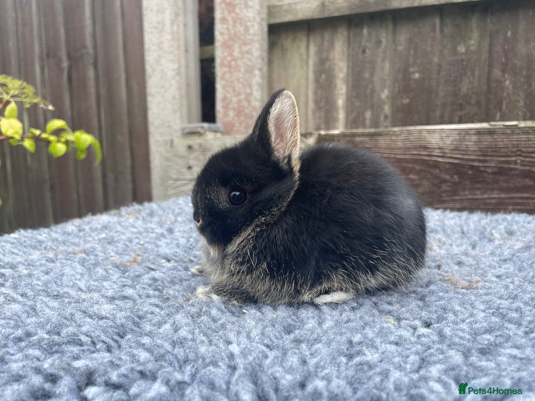 Netherland Dwarf rabbits for sale: Netherland Dwarf Babies & Adults available in Stoke-on-Trent - Image 12