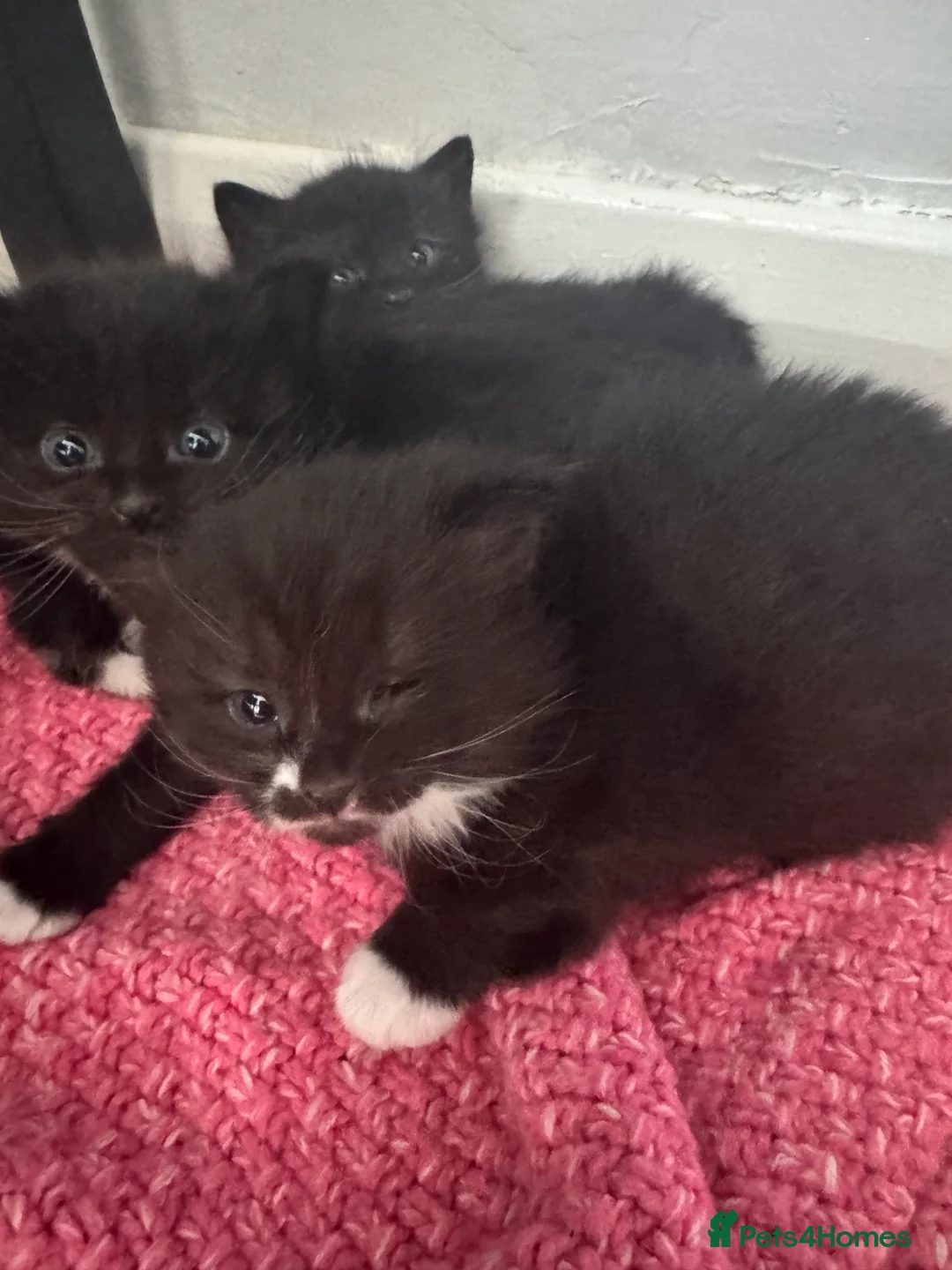 Mixed Breed cats for sale: Kittens for sale  - Advert 2