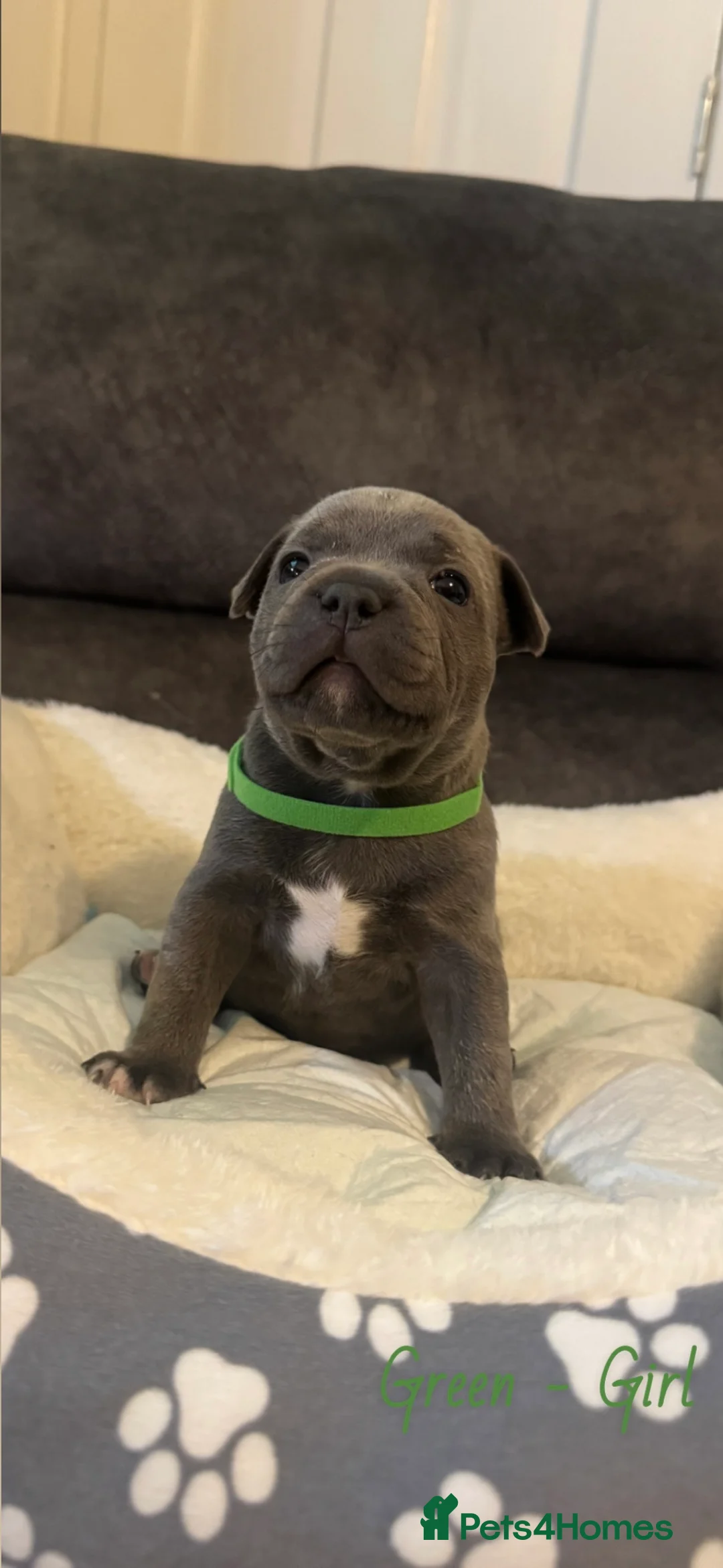 Staffordshire Bull Terrier dogs for sale: Staff puppies  - Advert 8