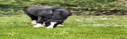 Welsh Section C horses for sale: Cob x Welsh  - Advert 11