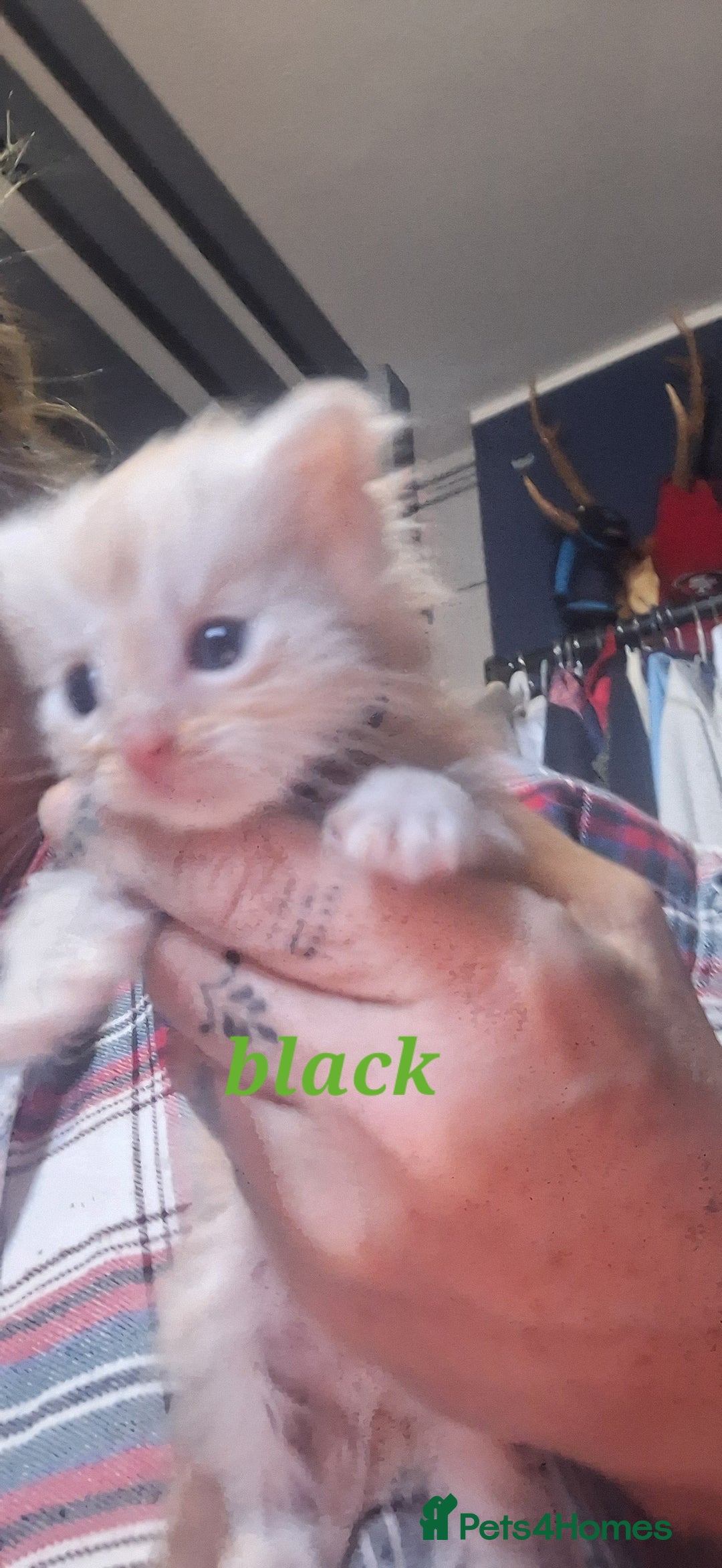 Maine Coon cats for sale: Full main coon kittens for sale - Advert 4