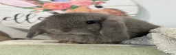 Mini Lop rabbits for sale: Gorgeous, friendly baby mini lops *vaccinated* - Advert 12