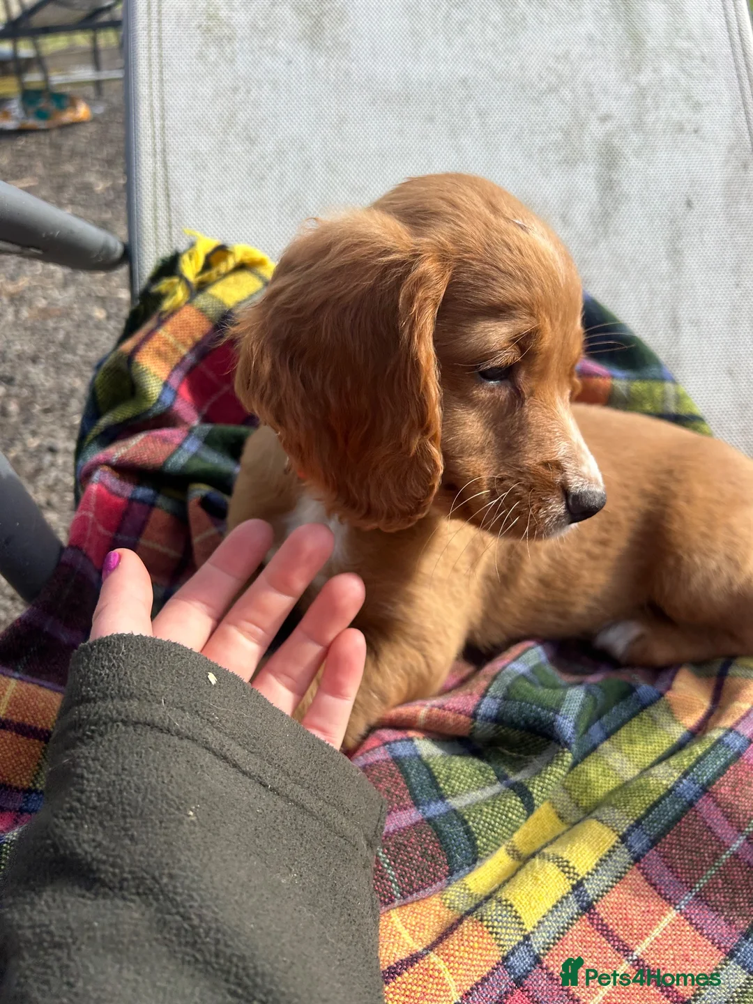 Cocker Spaniel dogs for sale: 2 cocker spaniels left and ready to go! in Crianlarich - Advert 5