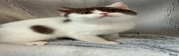 British Shorthair cats for sale: TICA registered BSH &BLH kittens  in Crewe - Advert 8