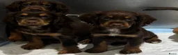 Cocker Spaniel dogs for sale: Kc registered working cocker spaniels  - Advert 8